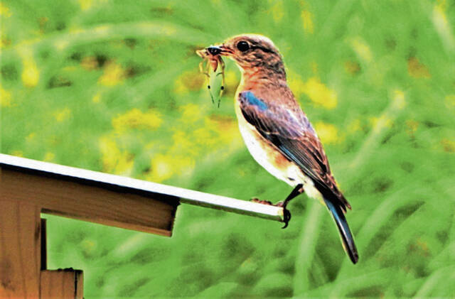 4806894_web1_nj-BluebirdBoxes2-072921