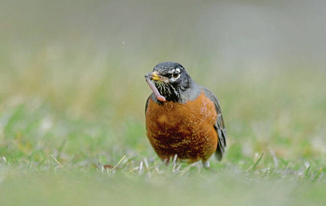 4845021_web1_GTR-LO-SpringBird-031522