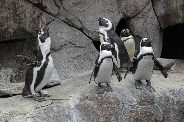 4853321_web1_PTR-FiveThings-Aviary