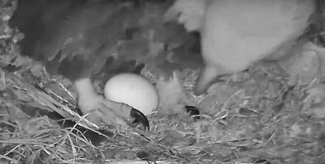 4872768_web1_ptr-eagleEgg-021222