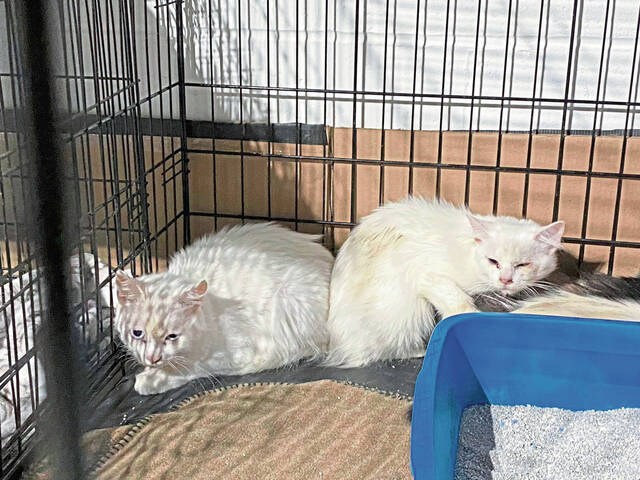 4914548_web1_gtr-hempcatrescue