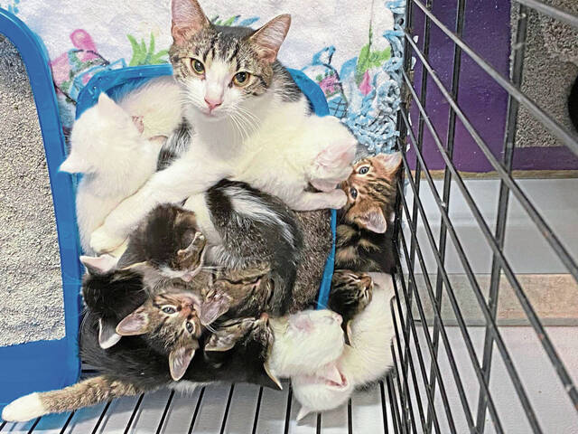4914548_web1_gtr-hempcatrescue4