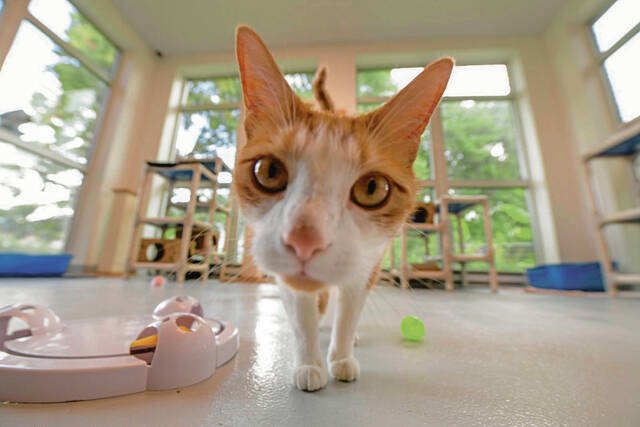 4955086_web1_vnd-AnimalProtectors100-091021