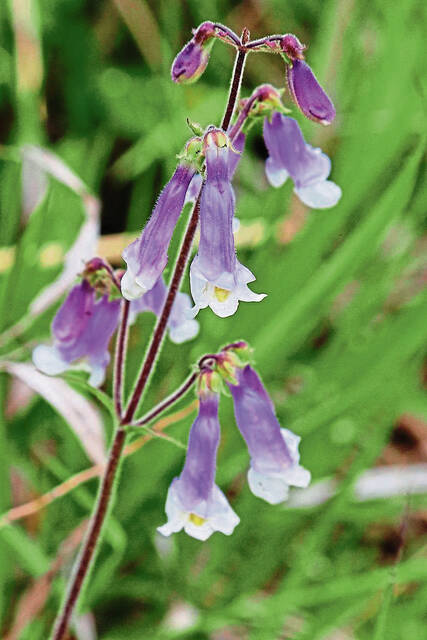 4965056_web1_gtr-HairyBeardtongue-042022