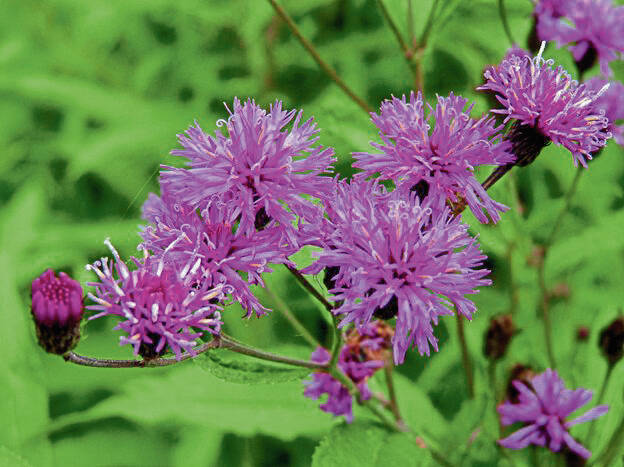 4965056_web1_gtr-NYIronweed-042022