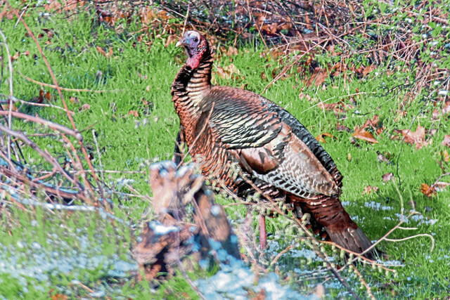4967520_web1_ptr-turkeyseason-102921