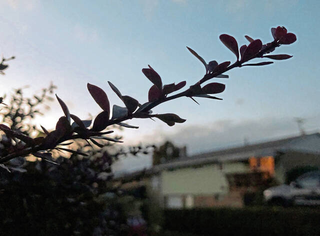 4973424_web1_gtr-barberry2-111321