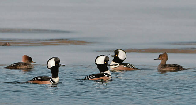 4981516_web1_vnd-avianFlu-042722