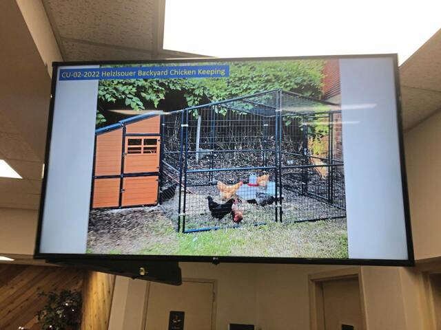 5009266_web1_Sarah-Holzlsouer-chicken-coop