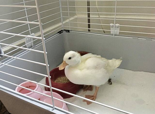 5012954_web1_Her-PetDuck-051222-7