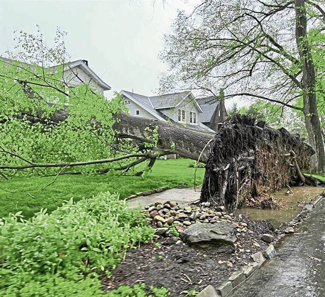 5016022_web1_vnd-CarlisleStreetTree2-050422
