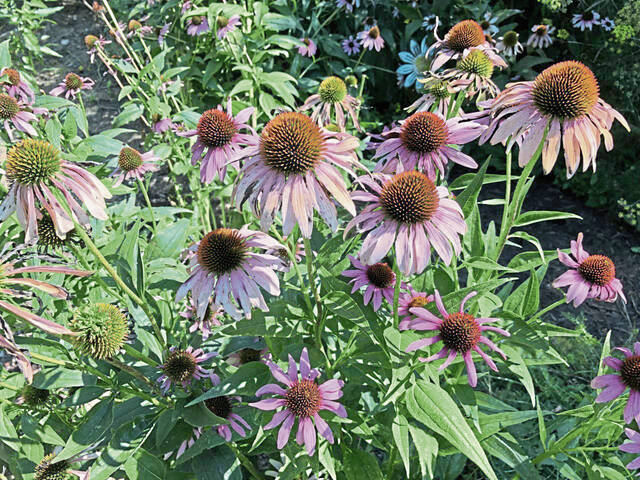 5035921_web1_gtr-fallgardening7-082921