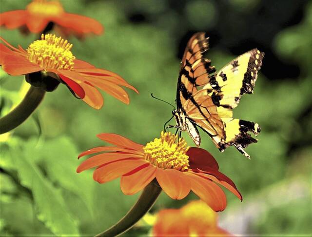 5080951_web1_WEB-butterfly-flower-spring