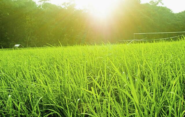 5097103_web1_web-sunshineHot