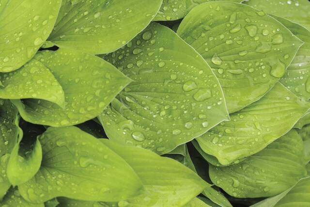 5127816_web1_web-hosta