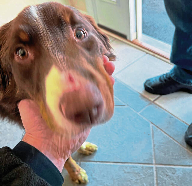 5147788_web1_vnd-HarmarDogNeglect-061522