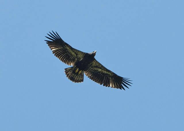 5154021_web1_vnd-hayseaglefly2-061622