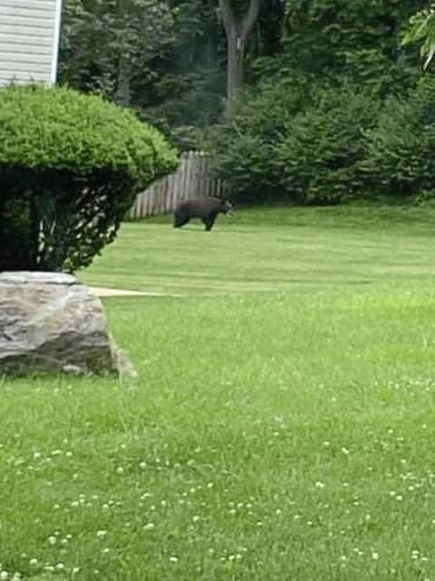 5165158_web1_pal-bear-063022-5