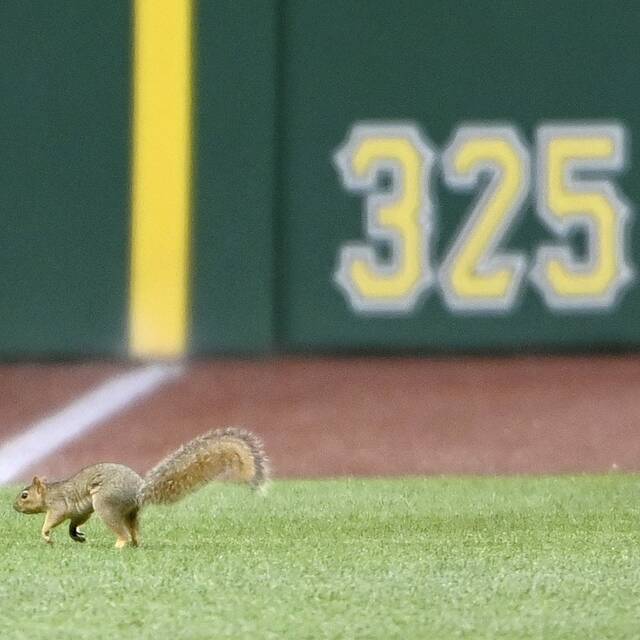 5171849_web1_ptr-Squirrel02-062222