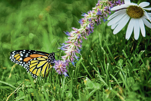 5192393_web1_gtr-butterflies-062620