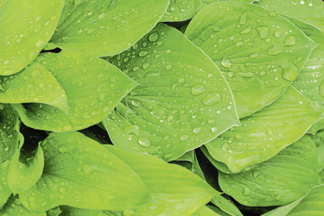5193773_web1_web-hosta