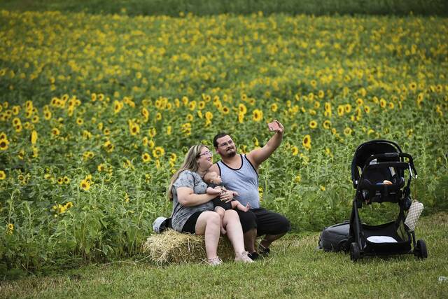 5227301_web1_gtr-lo-sunflowers004-070922