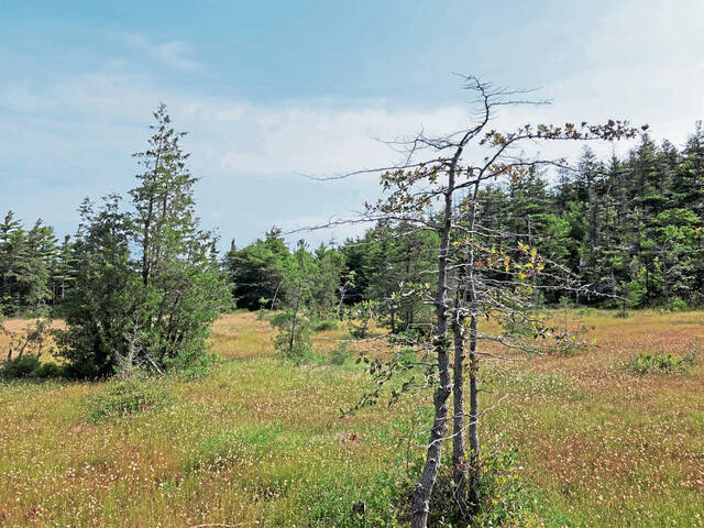 5231020_web1_gtr-bog-view-092020
