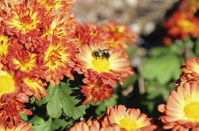 5232304_web1_bumblebee