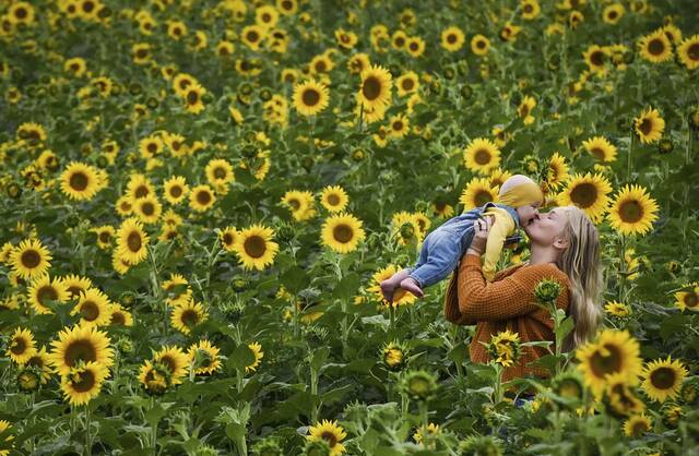 5235481_web1_gtr-lo-sunflowers001-070922 5235481_web1_gtr-lo-sunflowers001-070922