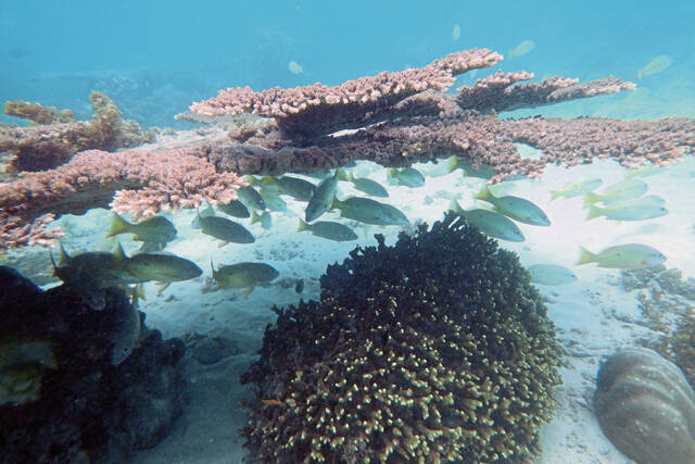 5240109_web1_5240109-6a2f39d7bbc54506937ecc078fb9793e