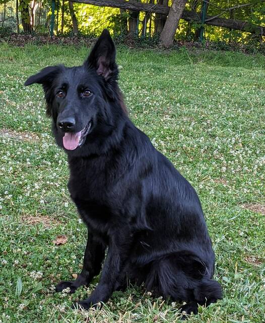 5246441_web1_gtr-stolendog01