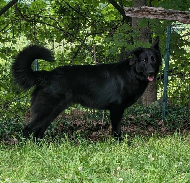 5246441_web1_gtr-stolendog02