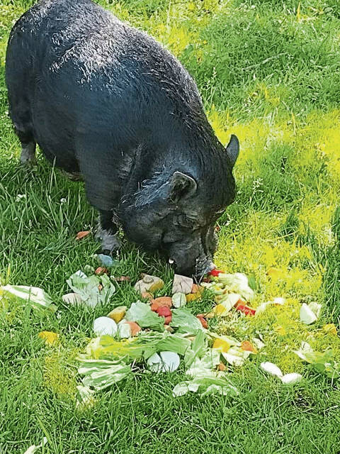 5277217_web1_gtr-PigAdventures-072722-2