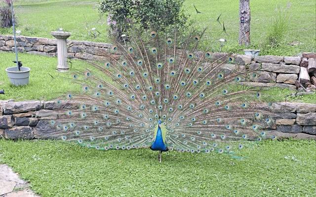 5341237_web1_vep-kevinthepeacock2-082222