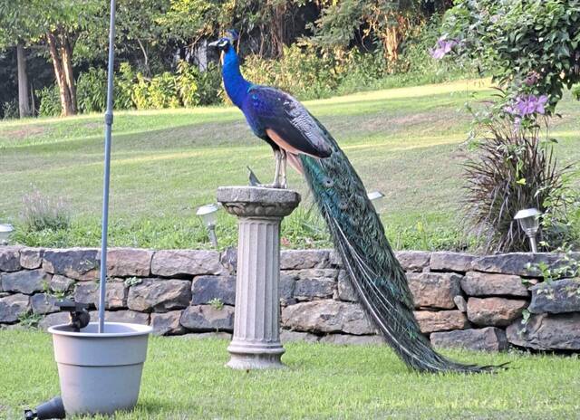 5341237_web1_vep-kevinthepeacock3-082222