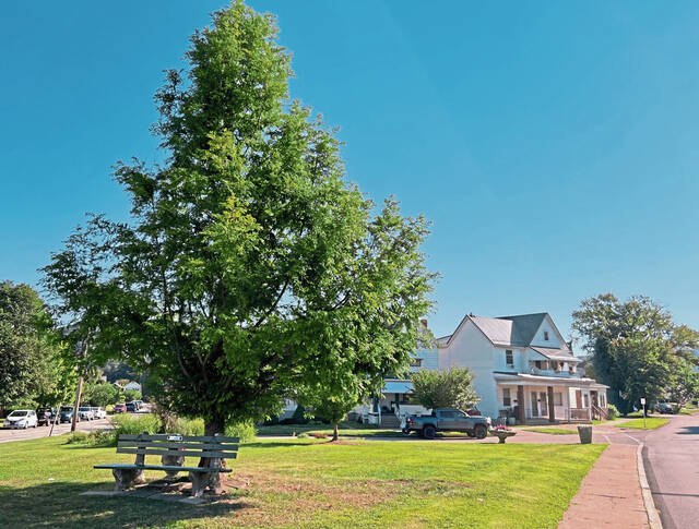 5352313_web1_vnd-vandytrees-082022