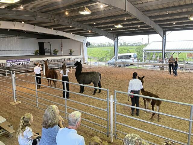 5356882_web1_gtr-LlamaShow-082222-2