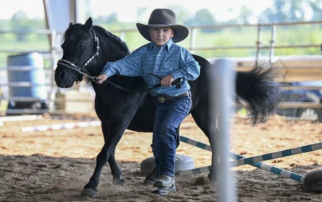 5361804_web1_gtr-MiniHorse101-082622