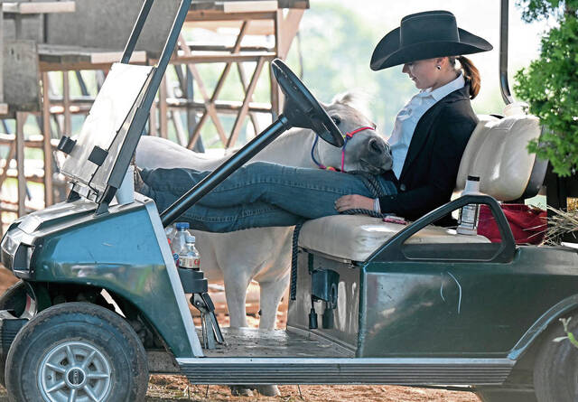 5375344_web1_gtr-MiniHorse103-082622