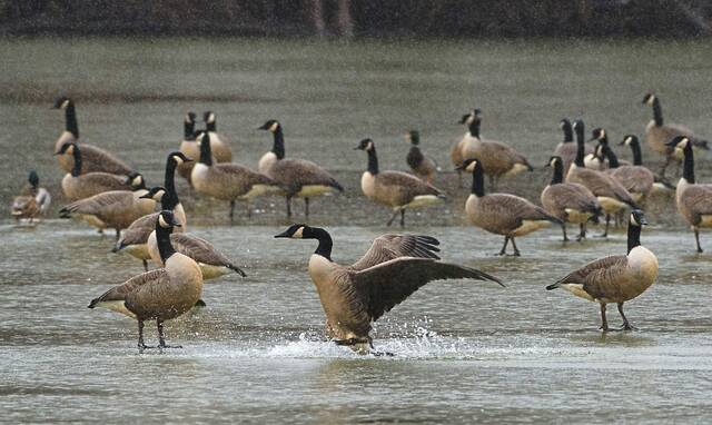 5382282_web1_ptr-birdhuntingseason-083122