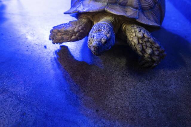 5382544_web1_gtr-NorwinTurtle-083122-4