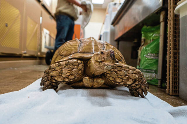 5382544_web1_gtr-NorwinTurtle-083122-7