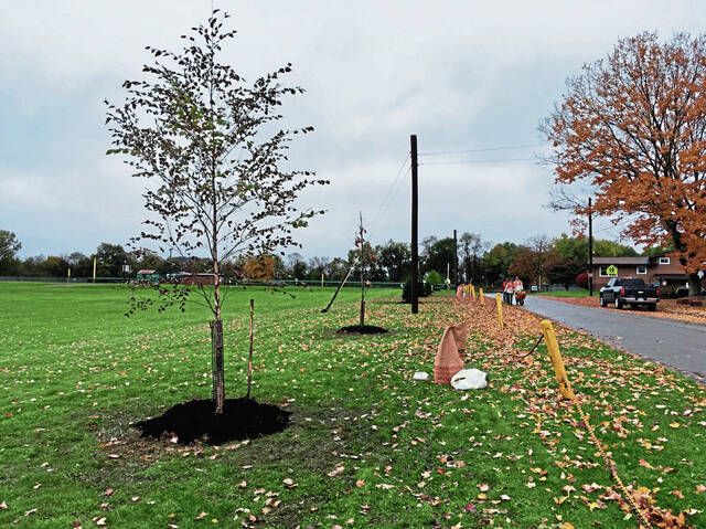 5402029_web1_vnd-harrisontrees3-110218