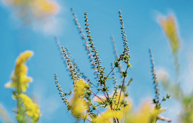 Fall allergies share symptoms with covid; ragweed a leading trigger - TribLIVE