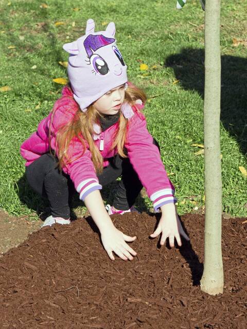 5538595_web1_bp-minersparktrees-102722-4