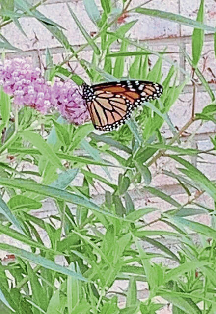 5588802_web1_butterfly