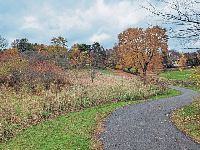 5588802_web1_canarygrass