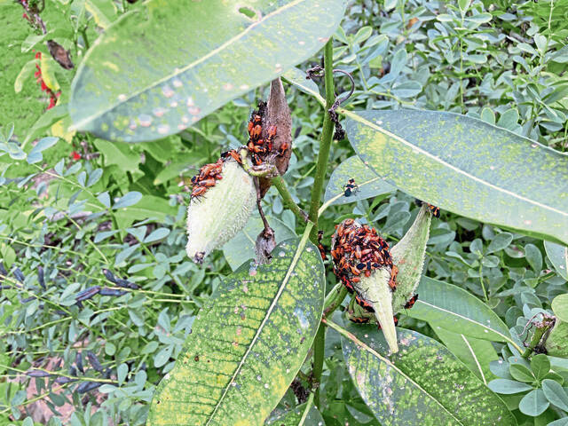 5588802_web1_milkweed5