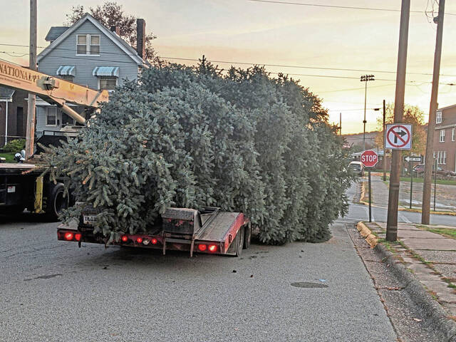 5599939_web1_vnd-Springdaletree-3--110622