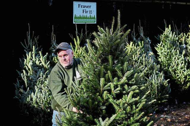 5683707_web1_gtr-christmastrees001-120322
